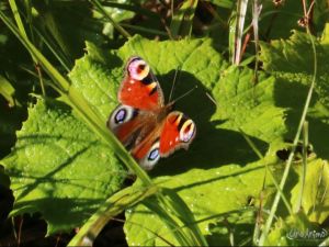 200814 wandeltochten_08.JPG